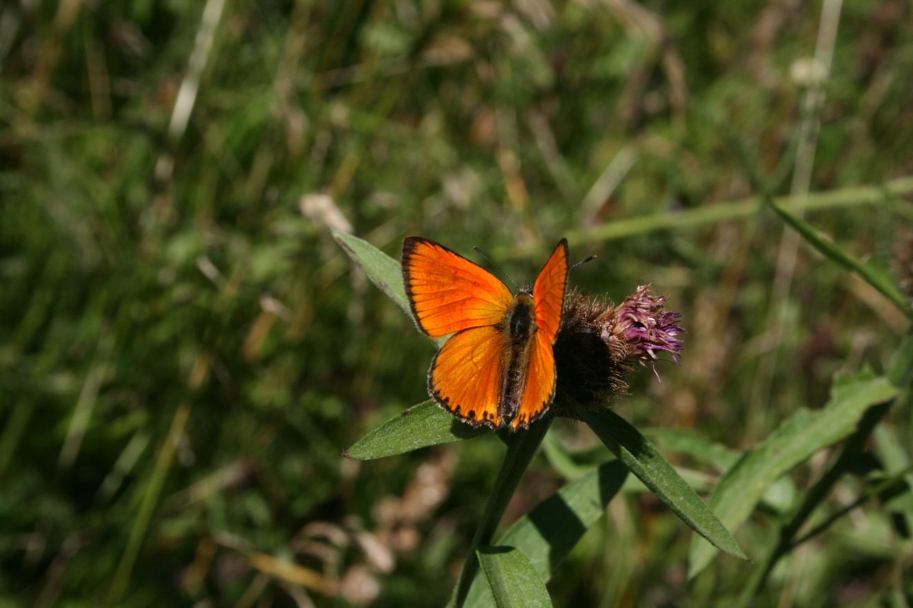 Scarce Copper Butterfly