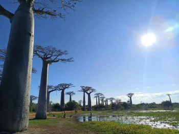 The origin and long-distance travels of upside down trees Alex Antonelli (Royal Botanic Gardens, Kew)